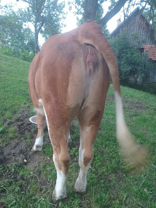 Vând vacă și o junincă