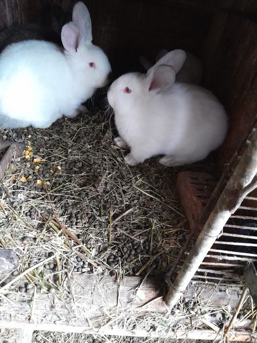 Vând iepurași tineret