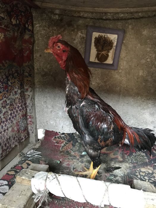 Продам бойцовского петуха дакан