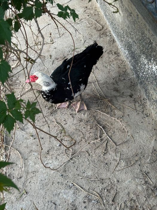 Индоутка қораздары/