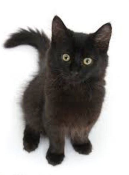 в добрые руки. Все вопросы по содержанию буду рада обсудить