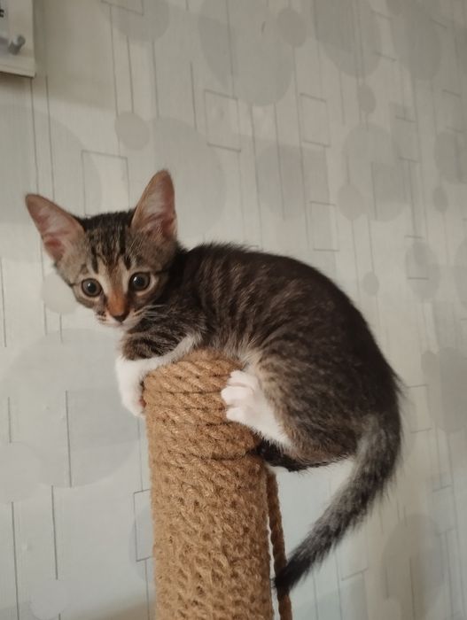 Котенок в добрые руки
