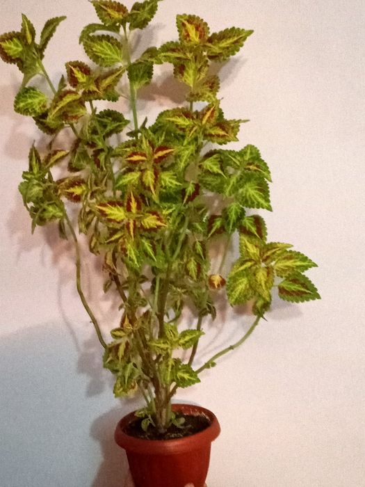 Продам цветок домашний колиус