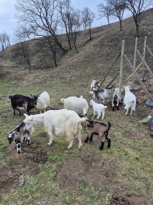 Vand capre cu iezi