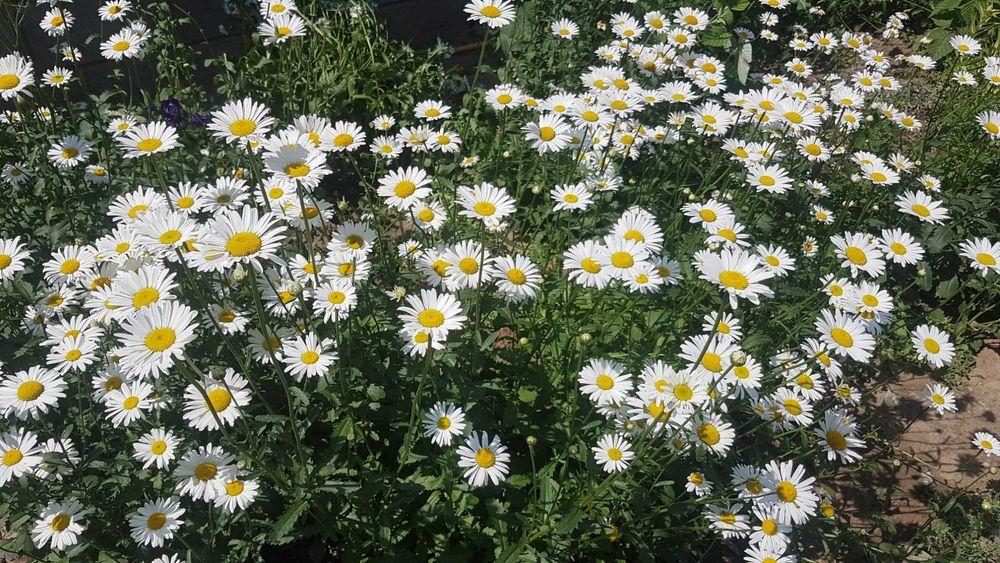 Ромашка садовая для букетов