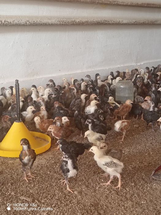 Месни Жужалар бор Jujalar bor 20 минг kelishiladi