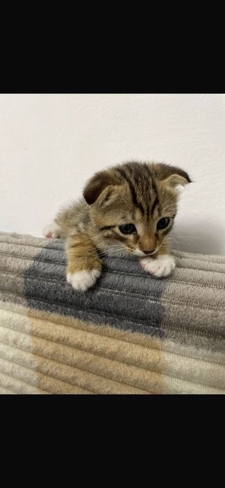 Шотландский выслоухий