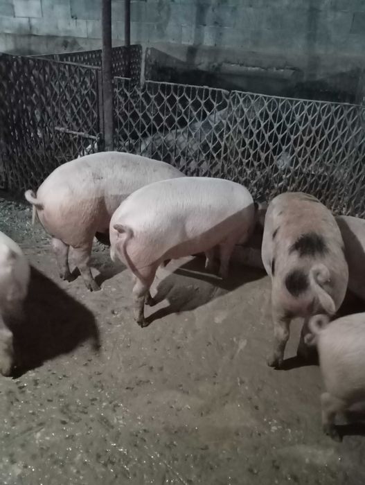 Продавам прасенца