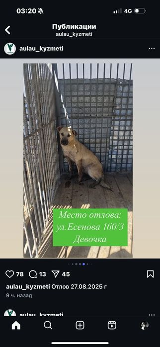 Собака ищет дом и любящих хозяев