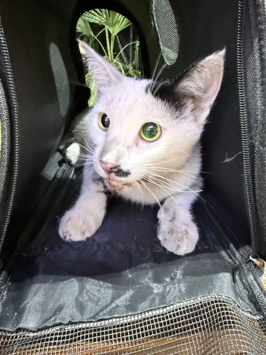 Отдадим кошку в хорошие руки ей нужно помошь!!!