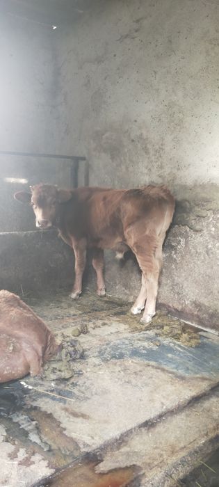 Продам бычка мощного 6 месецев