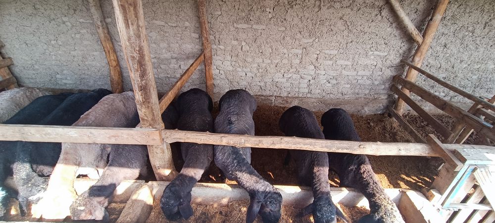 Кучкорлар сотилади