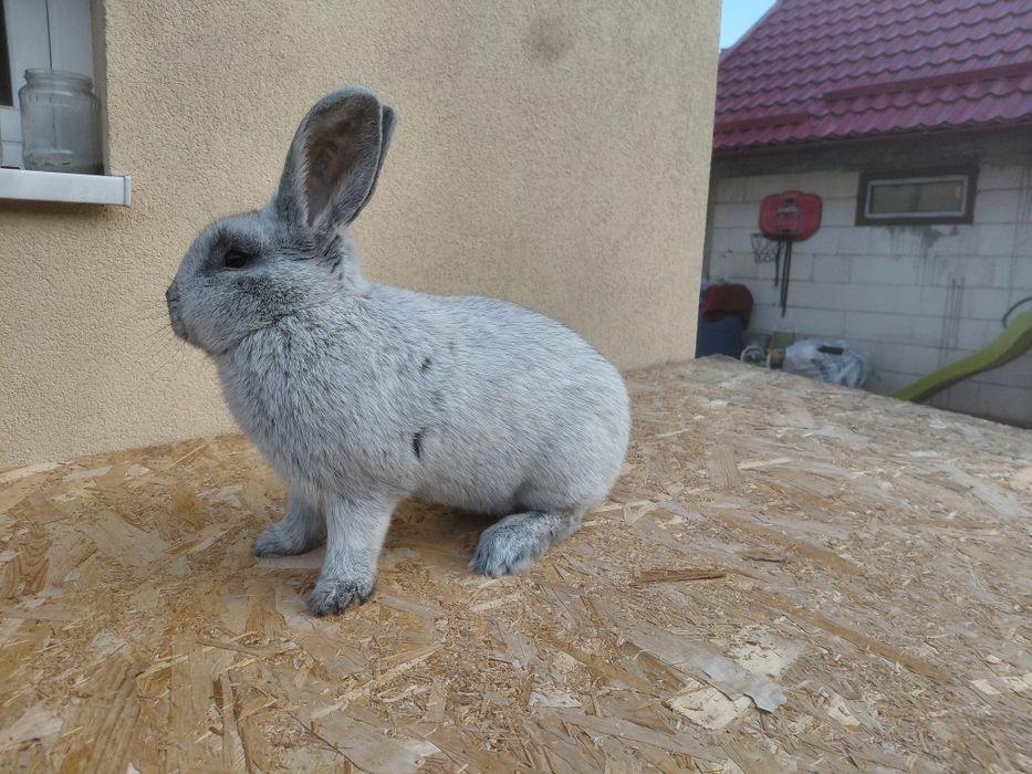 Iepuri de rasa Wienez Albastru