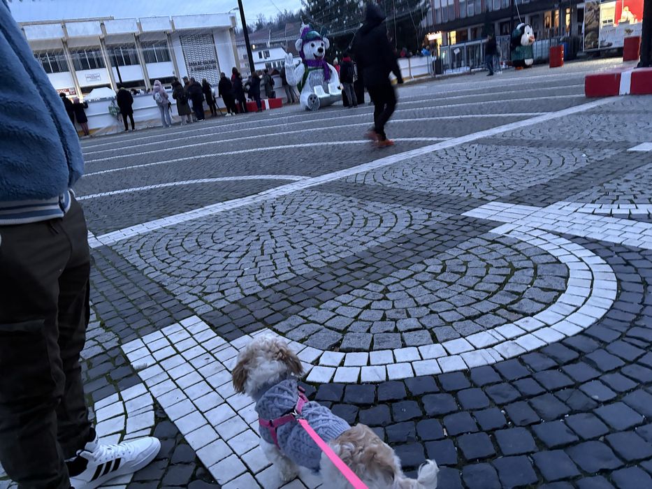 Donez urgen caine bichon