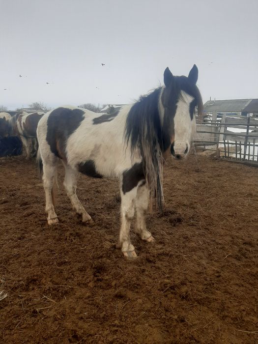 Продаётся жеребец!