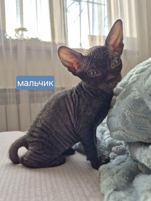 Донской сфинкс мальчик и девочка