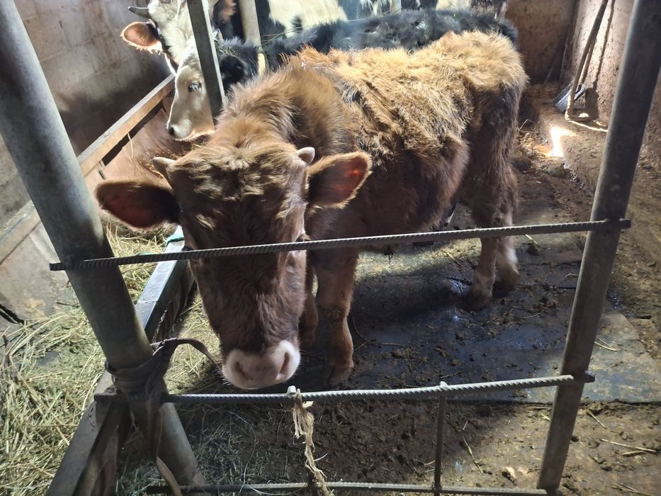 Домашние бычки хорошие