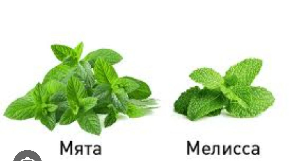 Продам мяту,мелису  с куста