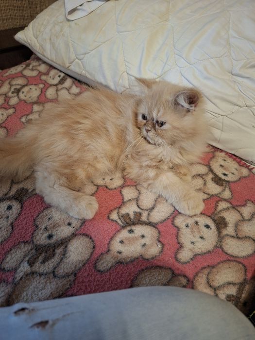 Персийско котенце