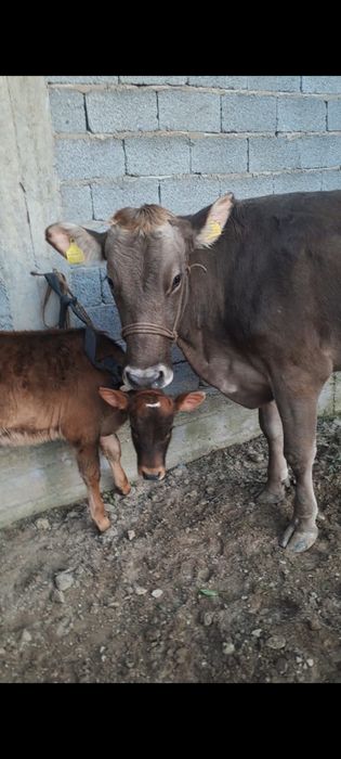 Корова с теленком