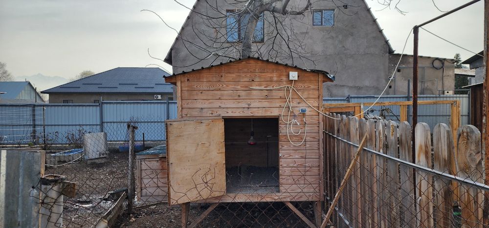 Курятник с яйцесборником