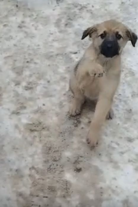 СобакаЩенокАктобе