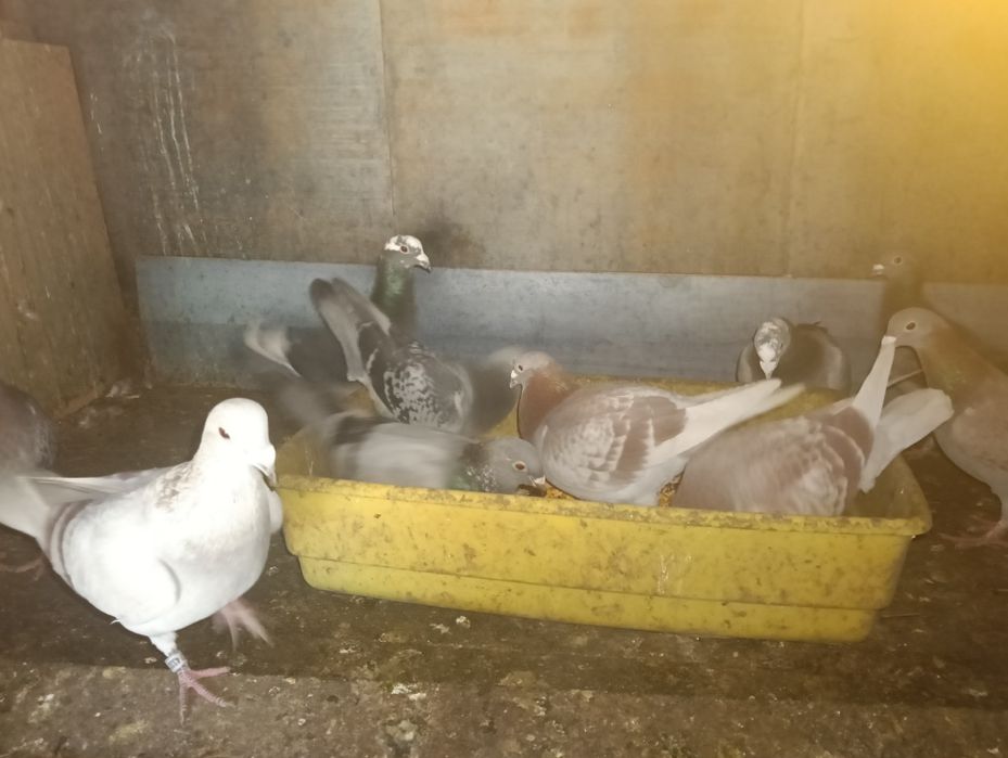 De vânzare porumbei