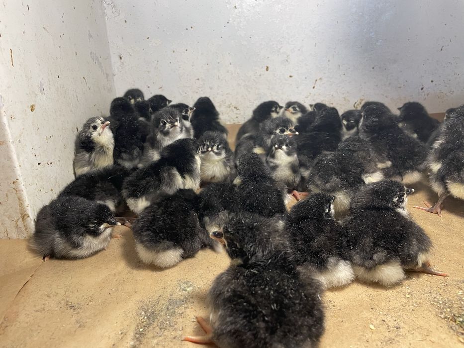 Pui gaini Australorp negru