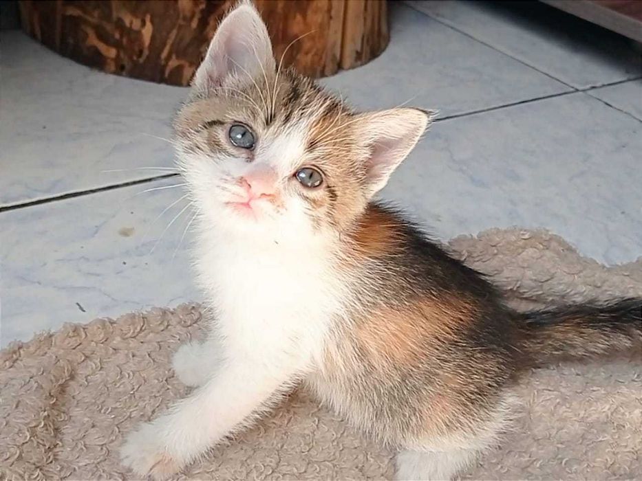 Красивые ухоженные котята