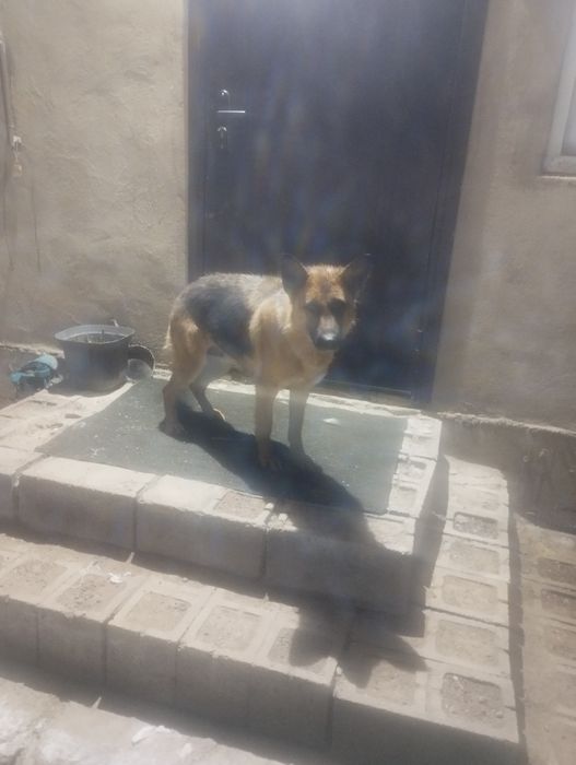 Немецкий ит сатылады