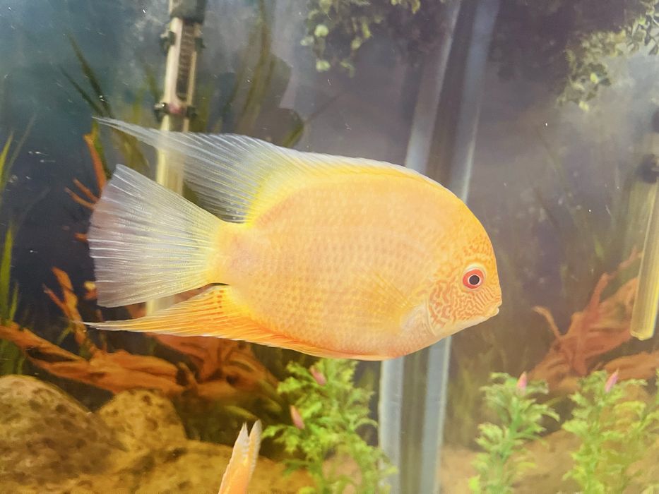 Продам Аквариумные рыбки (рыба)