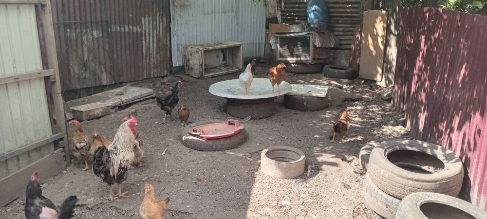 продам куриц и питуха