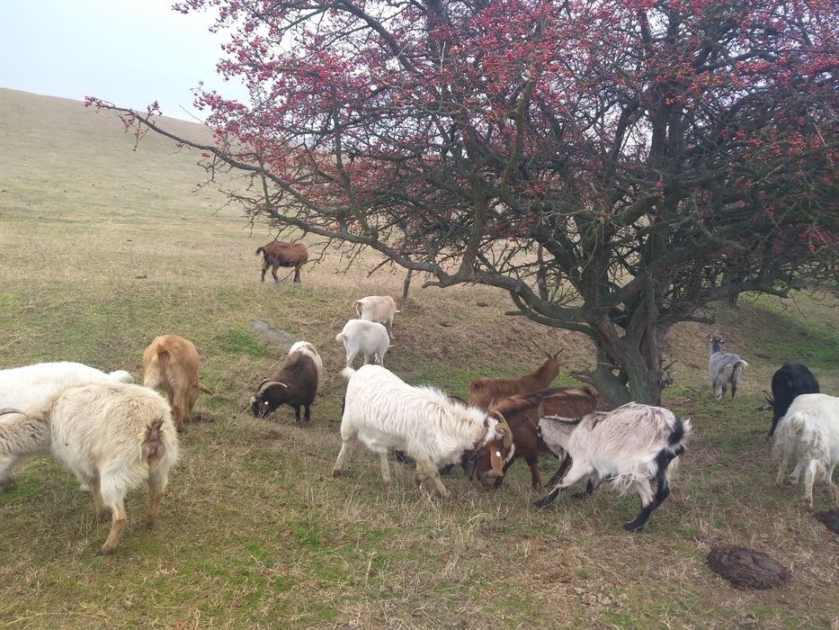 Carne de ied promoție 2026