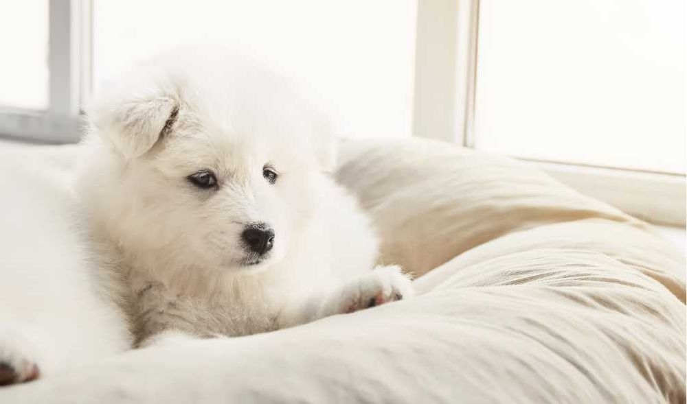 Уникальные самоеды высочайшего класса от элитного питомника Fulgrim