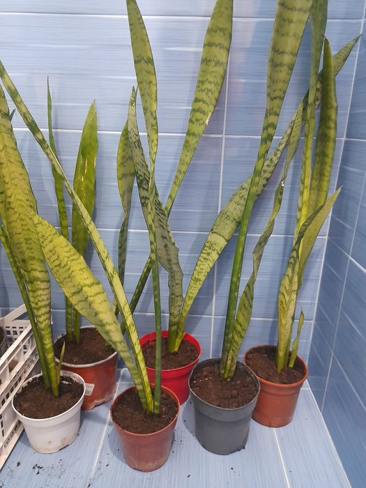 Сансивиера или меч