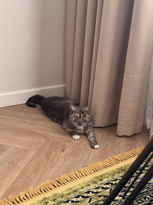 Кошка скотиш страйт