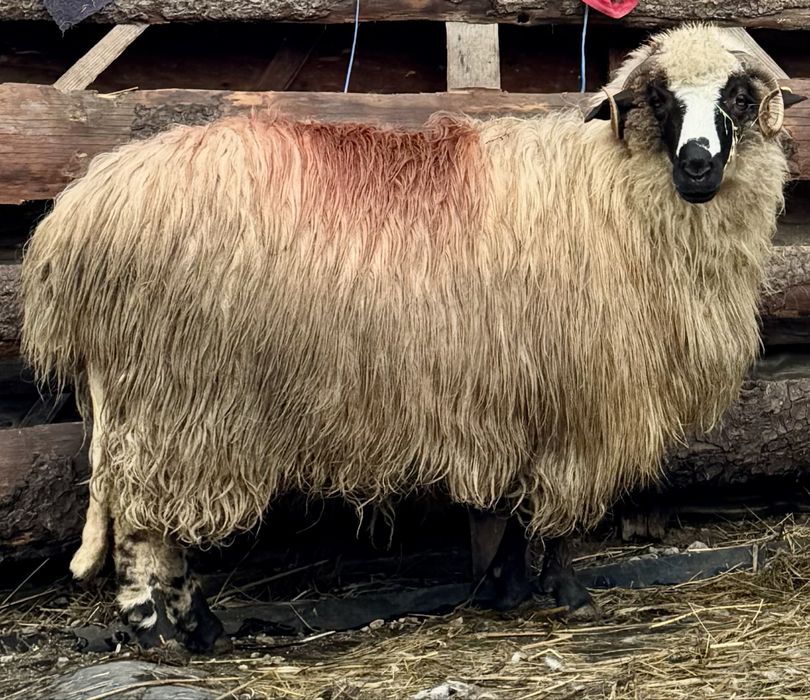 Oi breze de vânzare