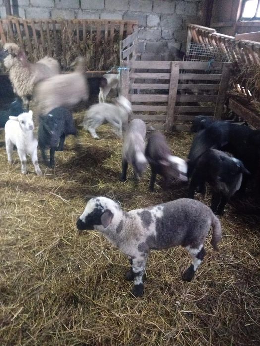 Vand oi cu miel lângă ele