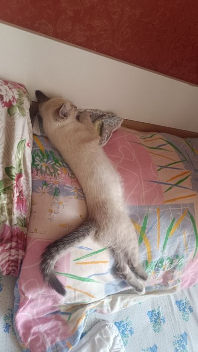 Отдам котёнка срочно.