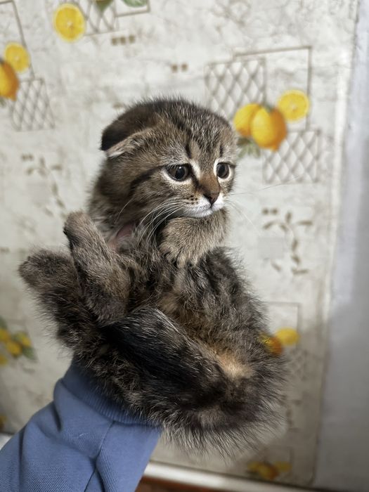 отдам бесплатно