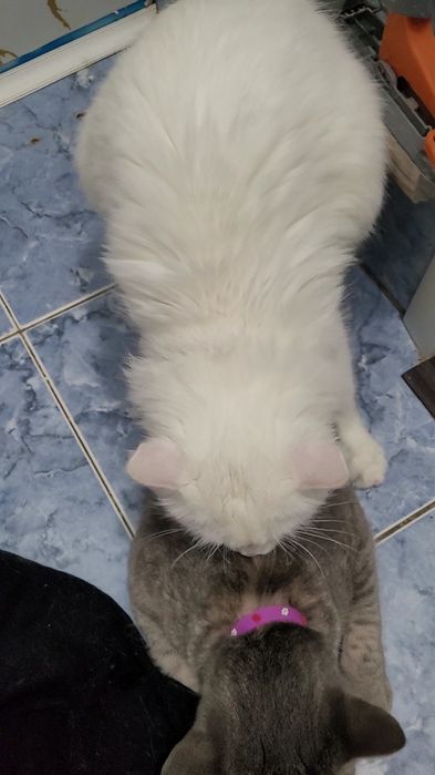 Вязка Турецкого Ангора