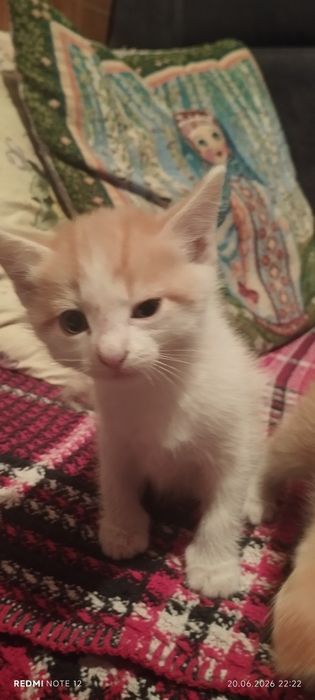 Отдам котят в хорошие руки