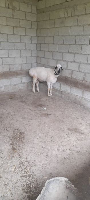 Qōchqorlar soriladi edilbay va qora quloq