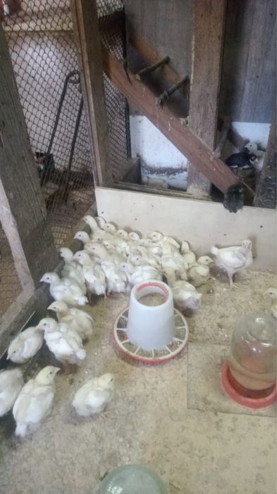 Цыплята бройлера 3 недели