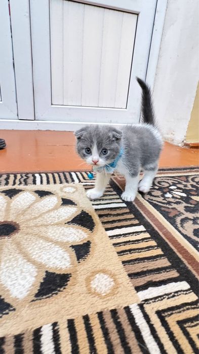 Продаем породистых кошечек