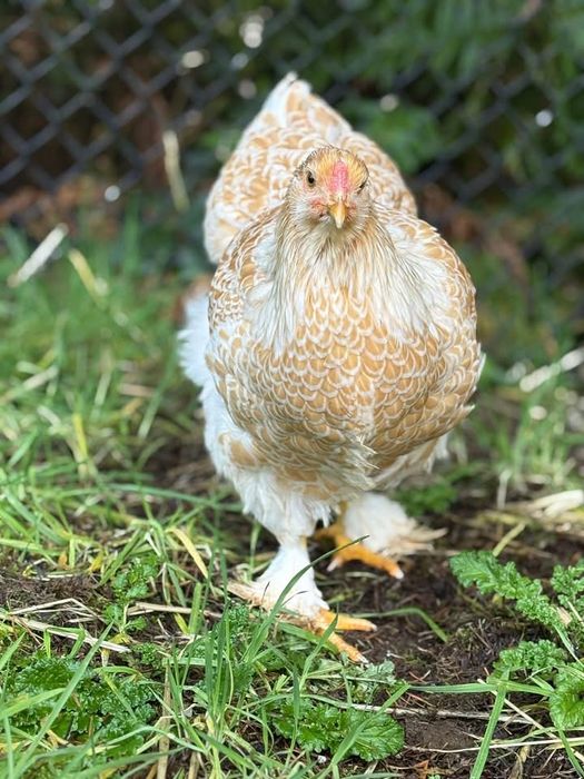 брама белое золото Brama bely zolita