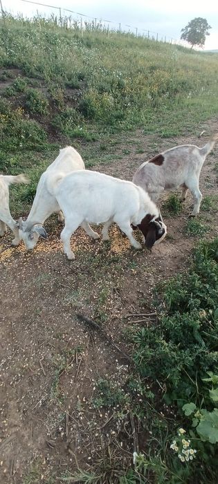 Schimb/Vând  țap boer fătat la sfârșitul lui martie