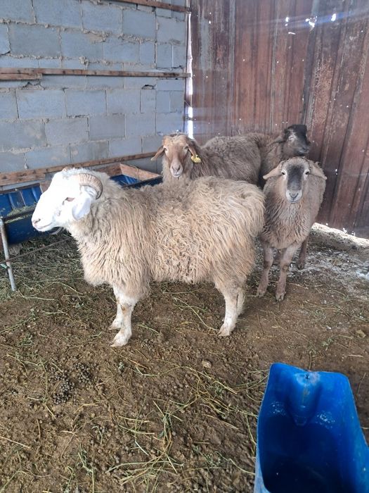 Сәлеметсіздер ме