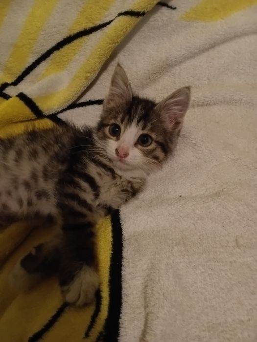 Кошечка в добрые руки