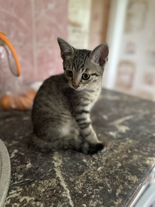 Котеное мальчик в добрые руки